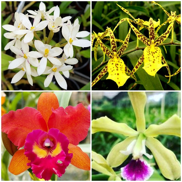 EverSpring Orchids Winnipeg_Gift Orchids