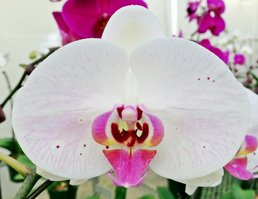 EverSpring Orchids Winnipeg