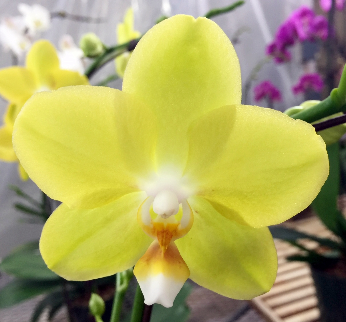 EverSpring Orchids Winnipeg_Gift Orchids