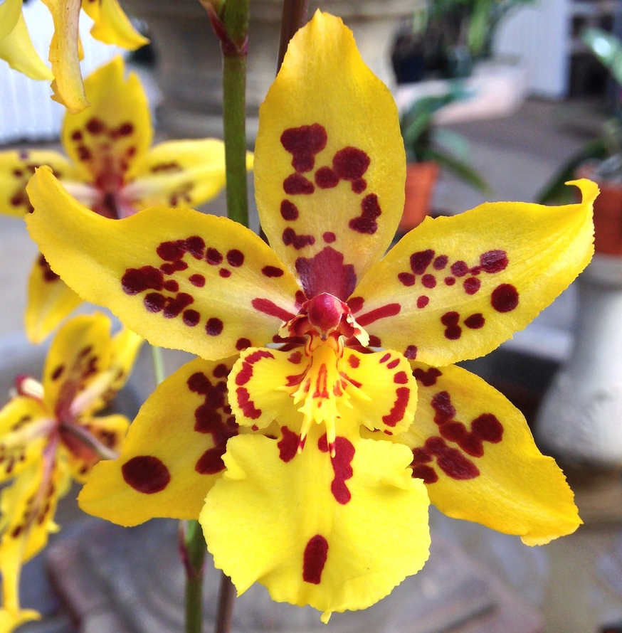 EverSpring Orchids Winnipeg_Gift Orchids