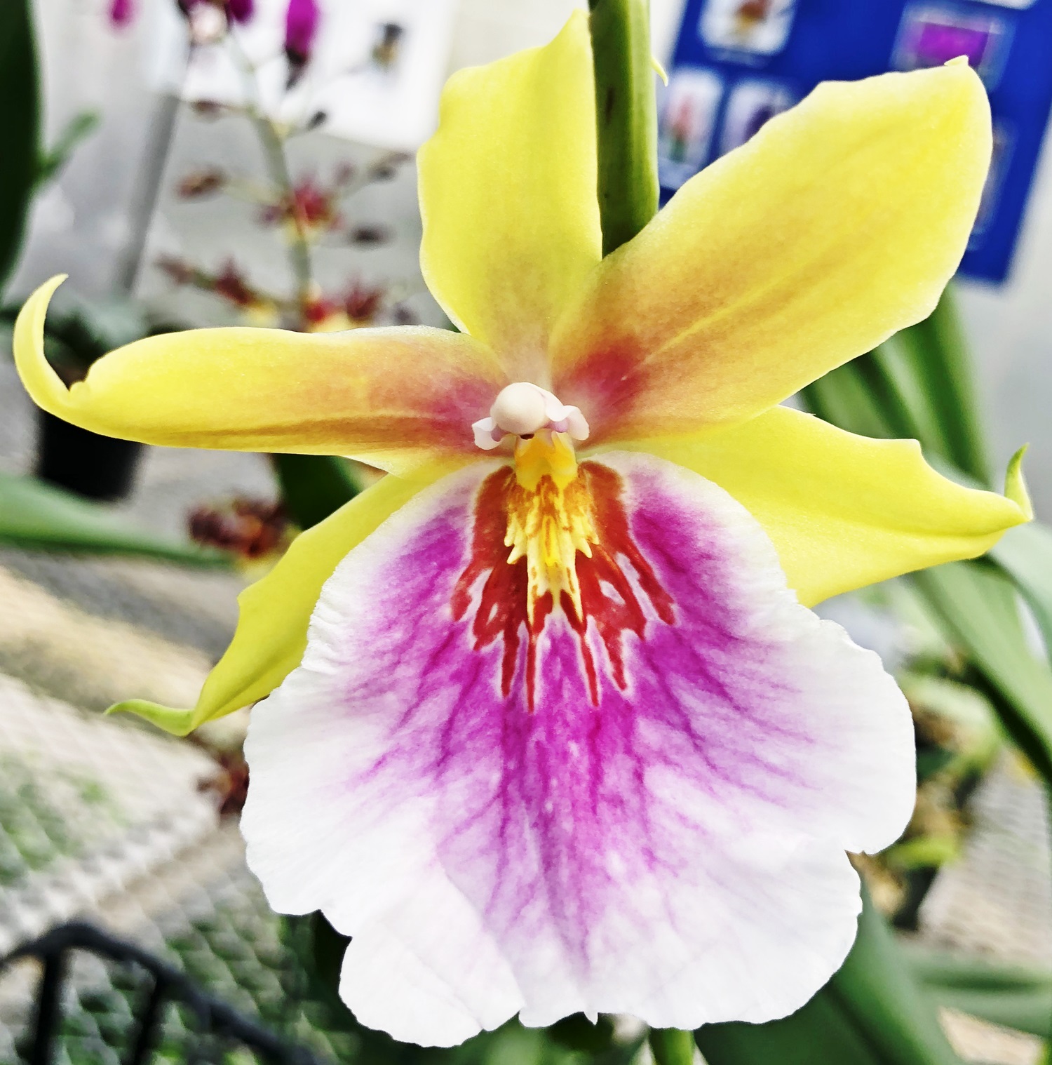 EverSpring Orchids Winnipeg_Gift Orchids