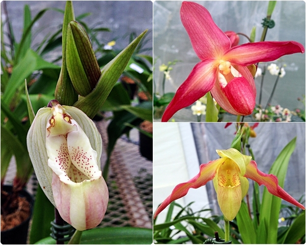 Orchids, The - Yes, We Can / I Will Call You / Go! Orchids, Go! Orchids, The - Yes, We Can / I Will Call You / Go! Orchids, Go!