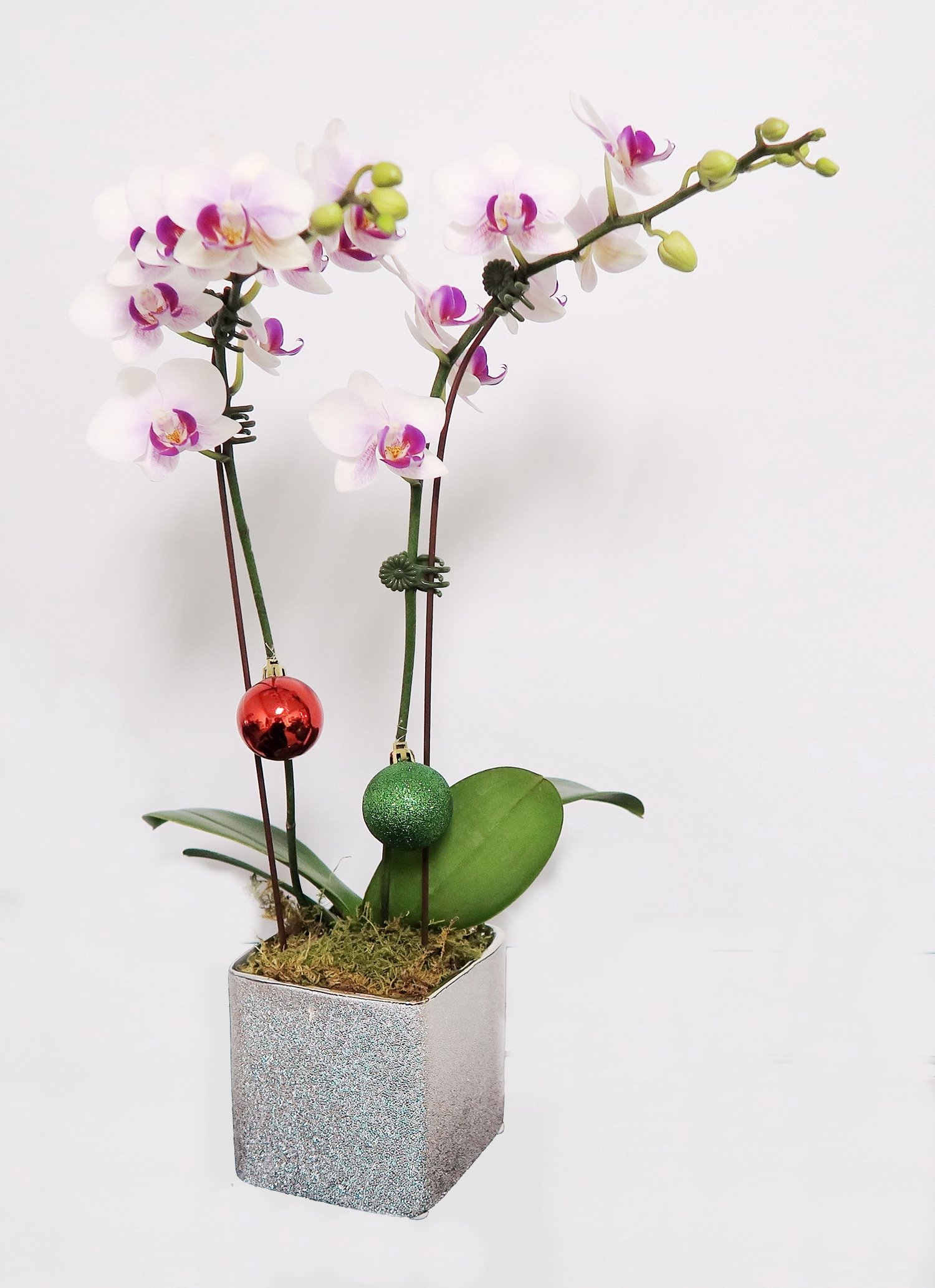 EverSpring Orchids Winnipeg_Gift Orchids