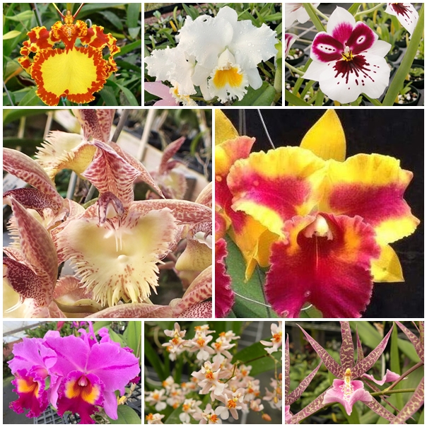 EverSpring Orchids Winnipeg_Gift Orchids