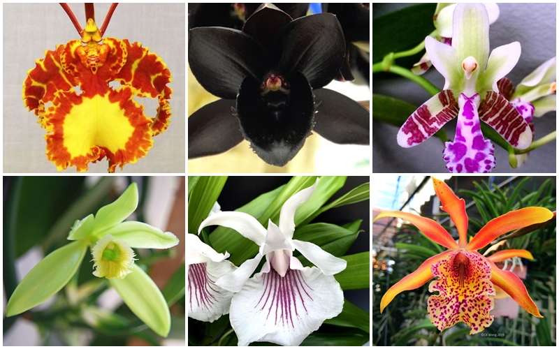 EverSpring Orchids Winnipeg_Gift Orchids